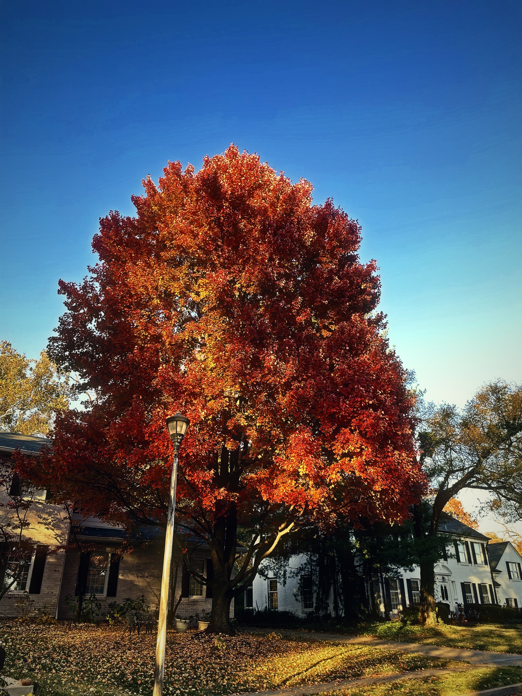 Maple tree in full autumn red against a deep blue sky.