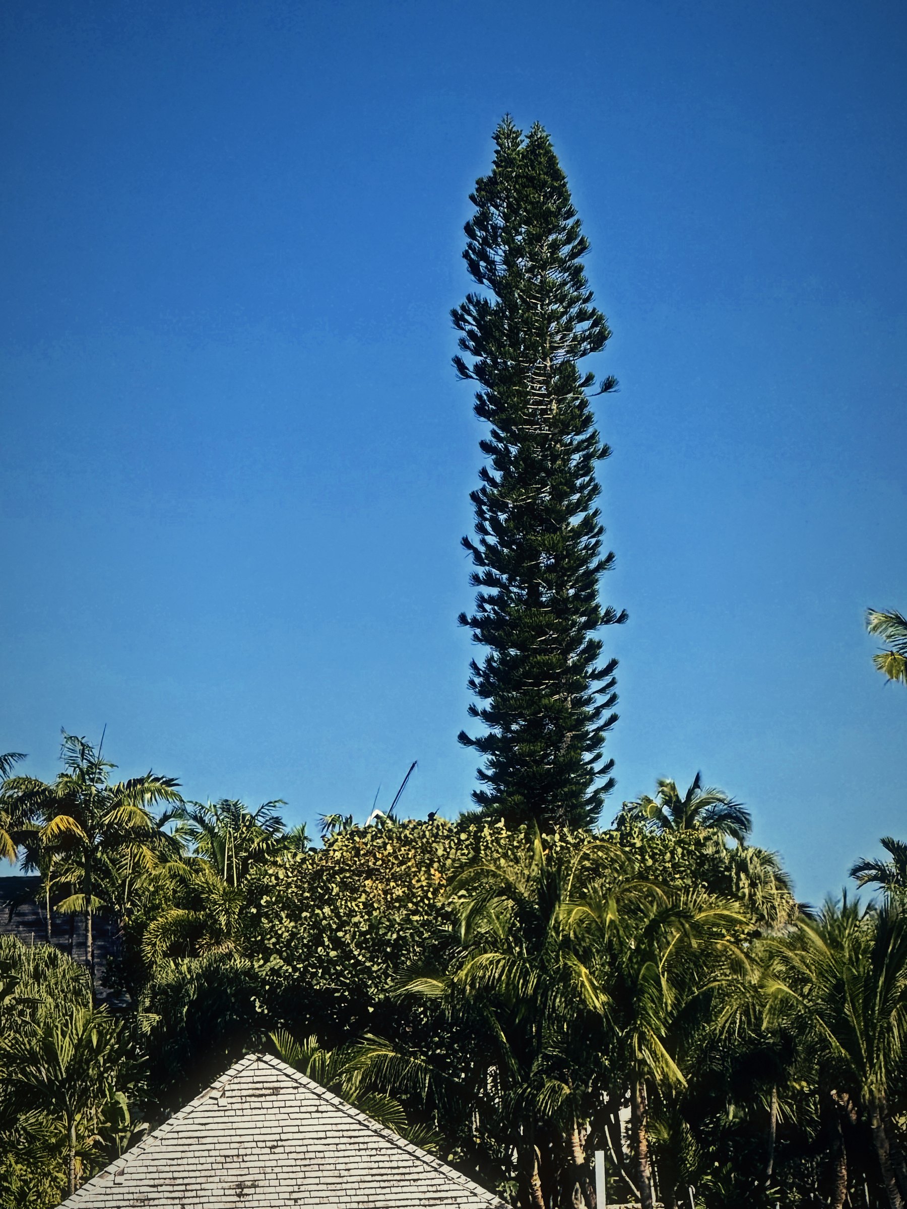 Tall Norfolk Island pine standing above palm trees under a blue sky.