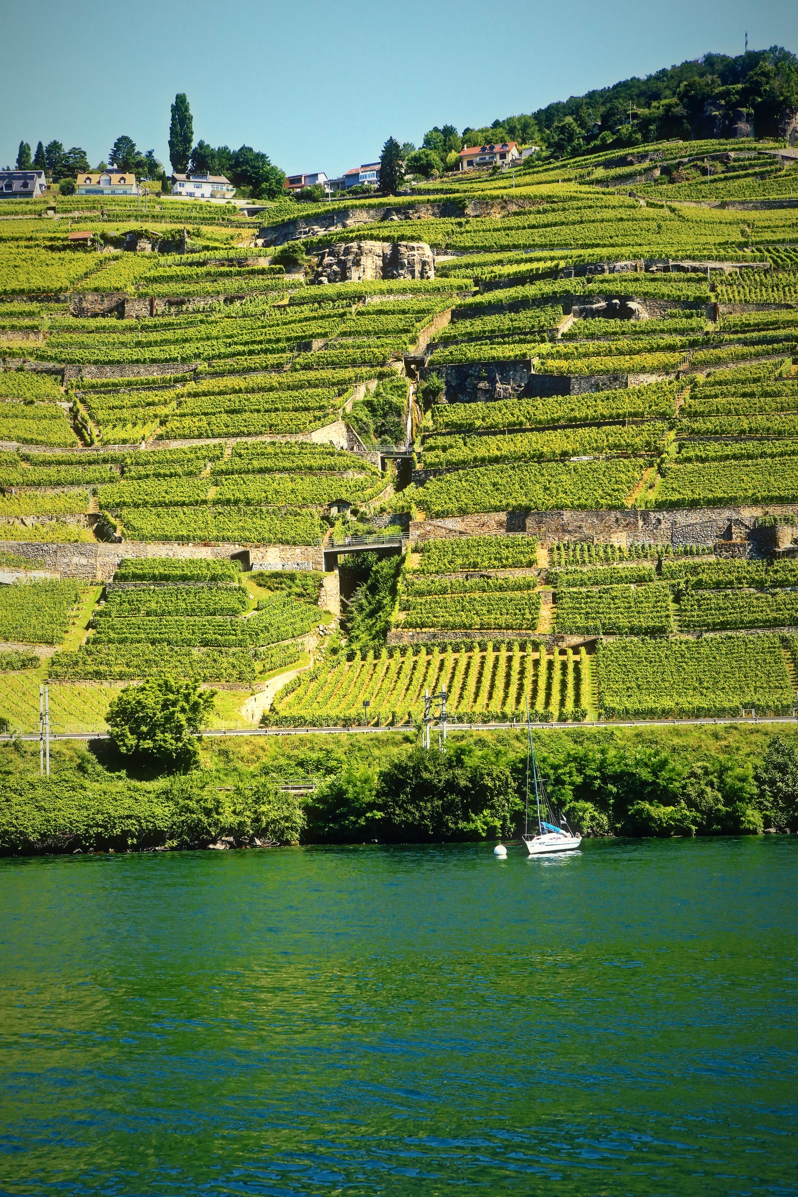 Stacked vineyard terraces stepping down a steep slope to Lake Geneva, with a small sailboat on the water.