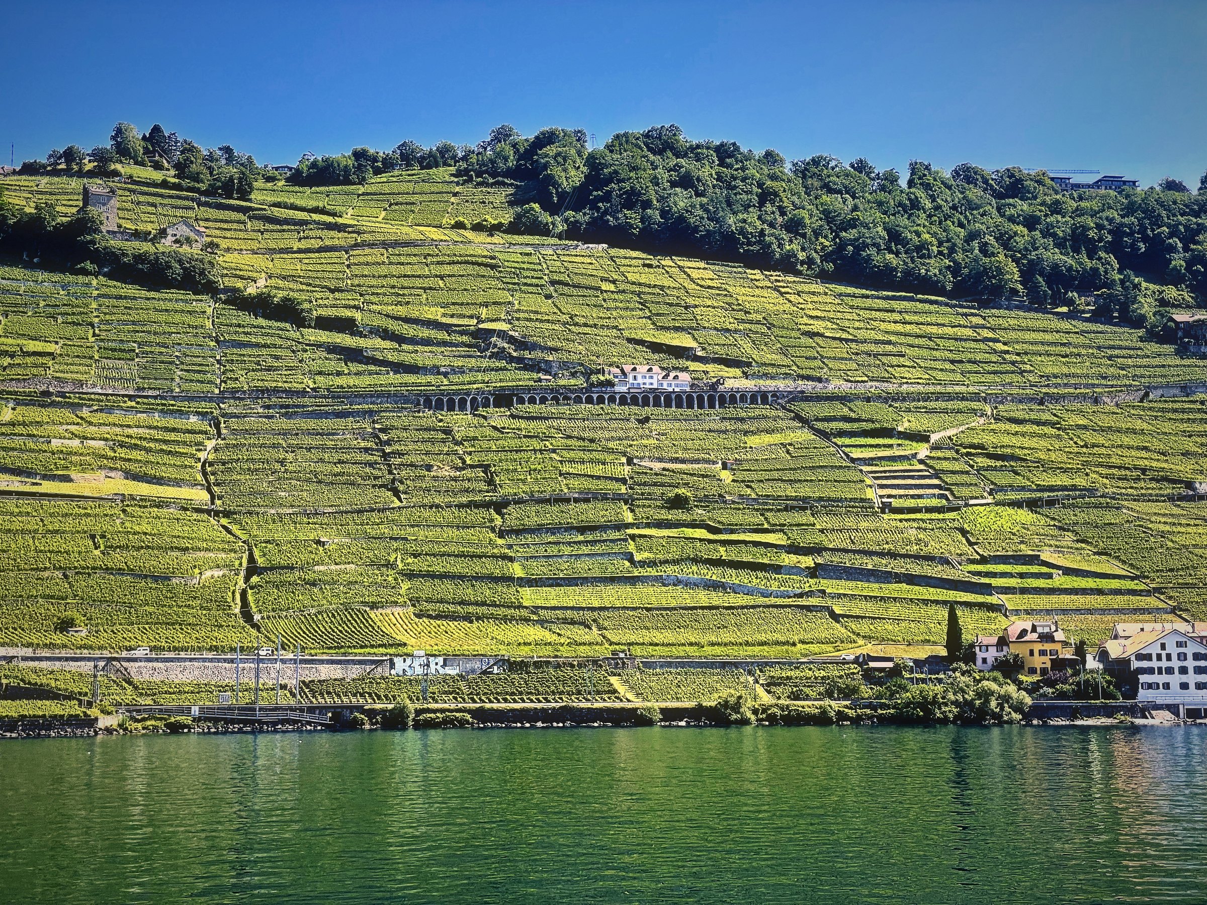 A long band of green terraced vineyards above dark lake water, topped by a tree line.