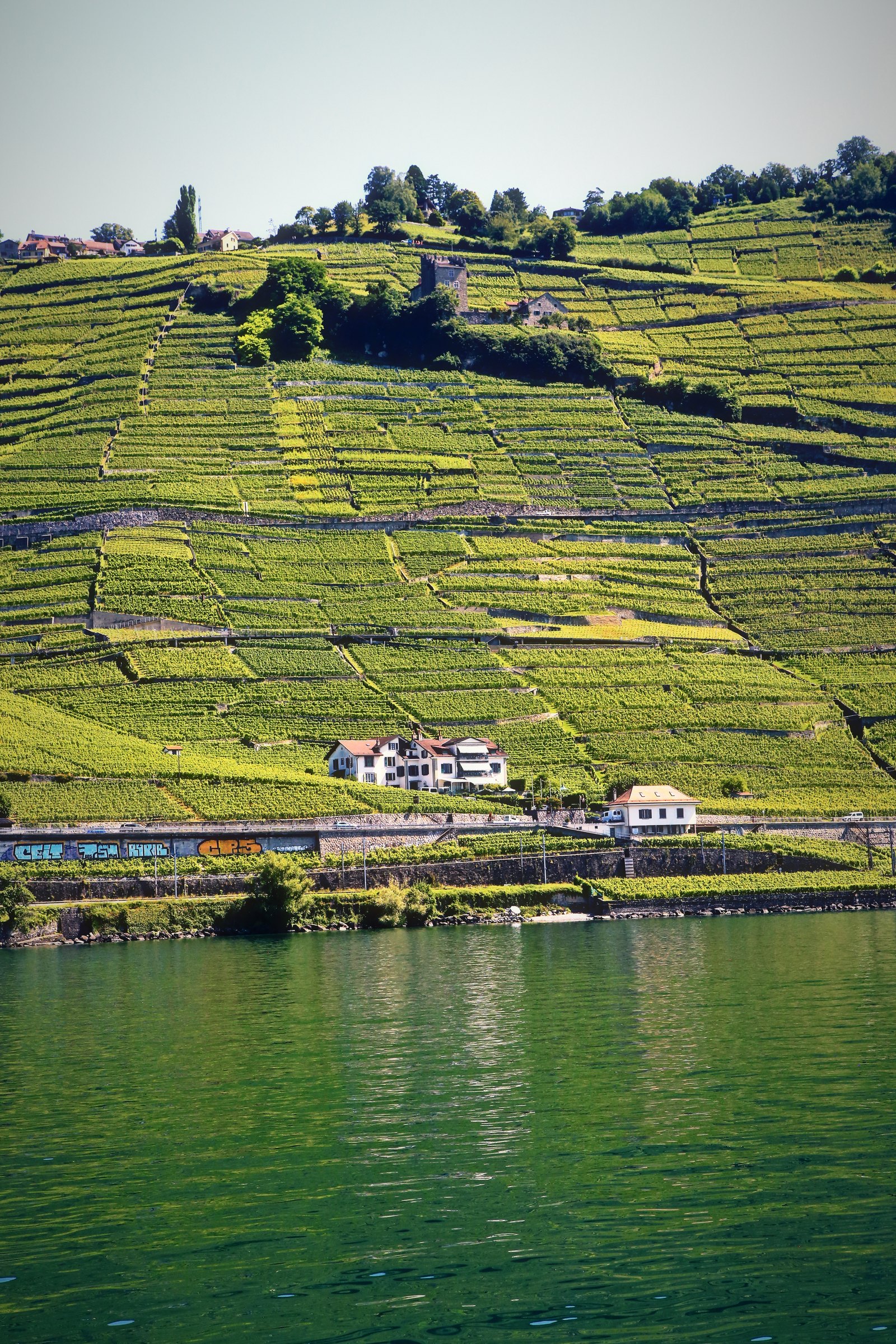 A tall view of vineyard terraces stacked from the shoreline up to the trees.