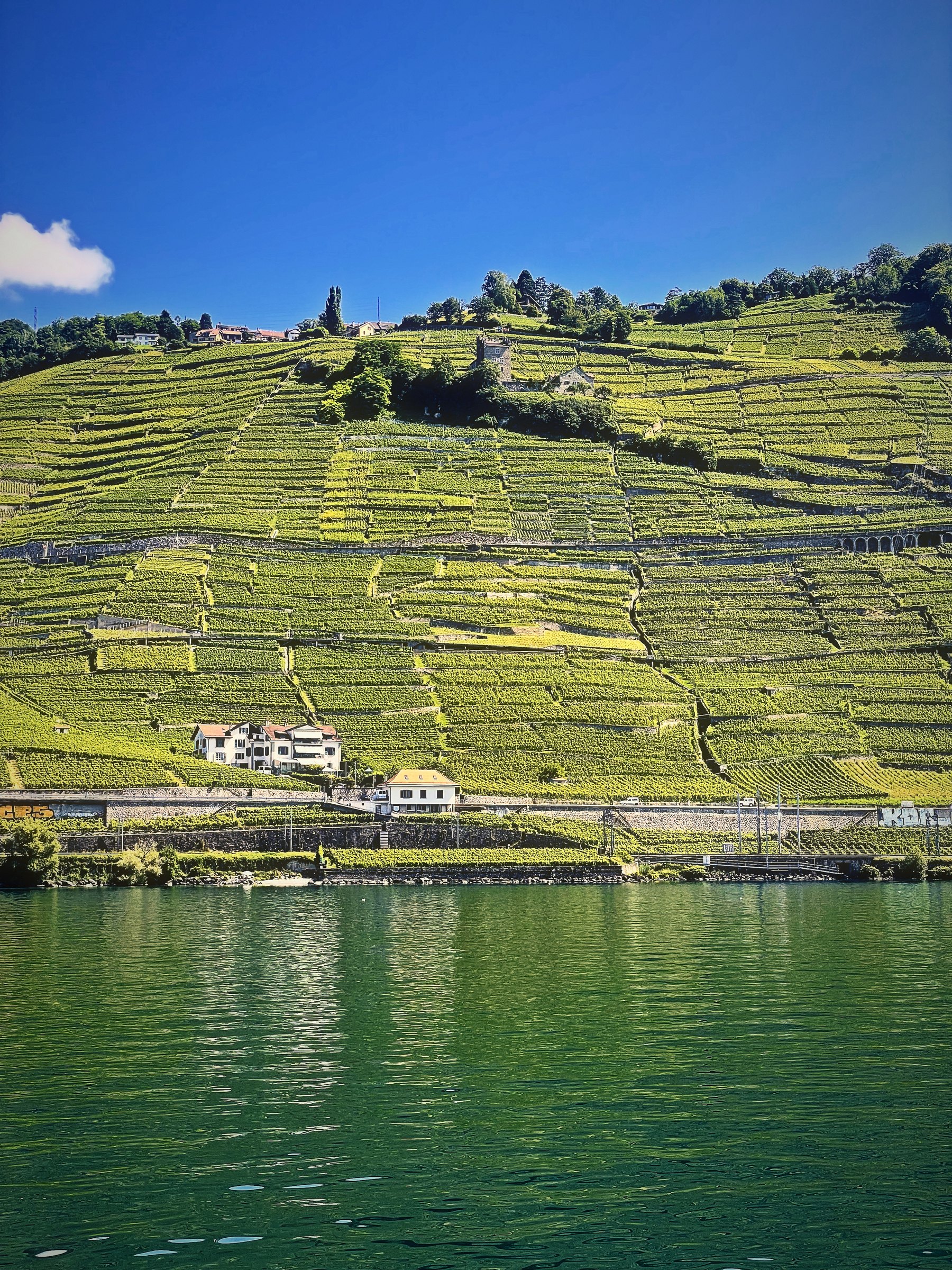 Sunlit vineyard terraces rising from green water to a bright blue sky.