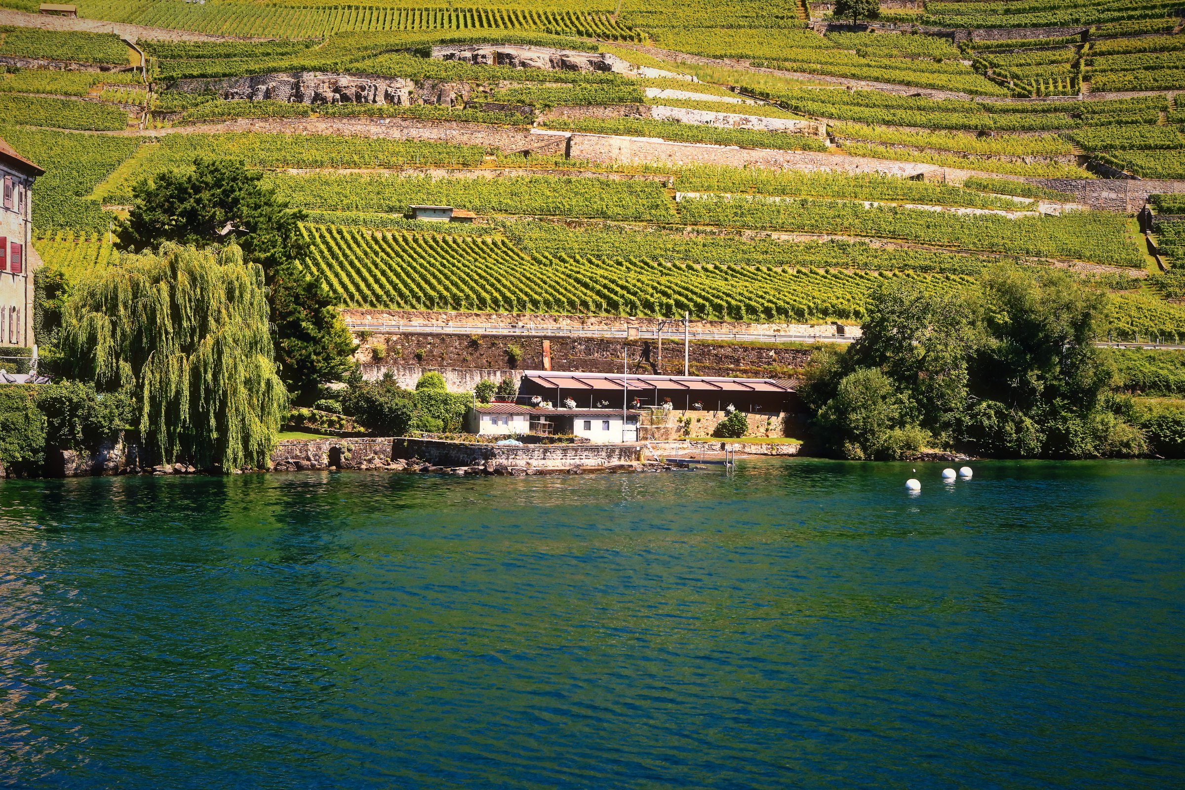 A weeping willow and a lakeside building beneath walled vineyard terraces.
