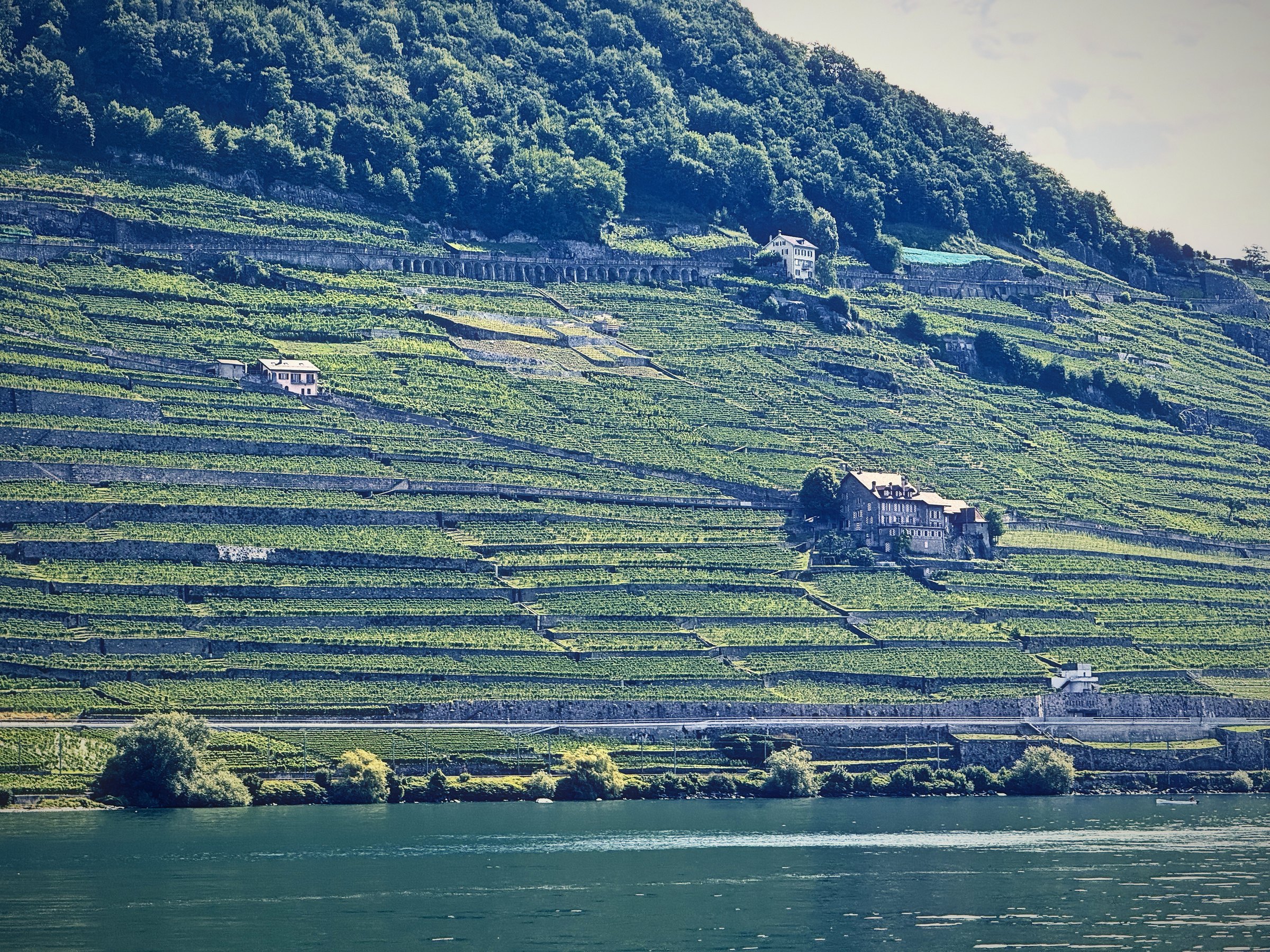 Vineyard terraces under a crown of dark forest, with a stone hut in the vines.