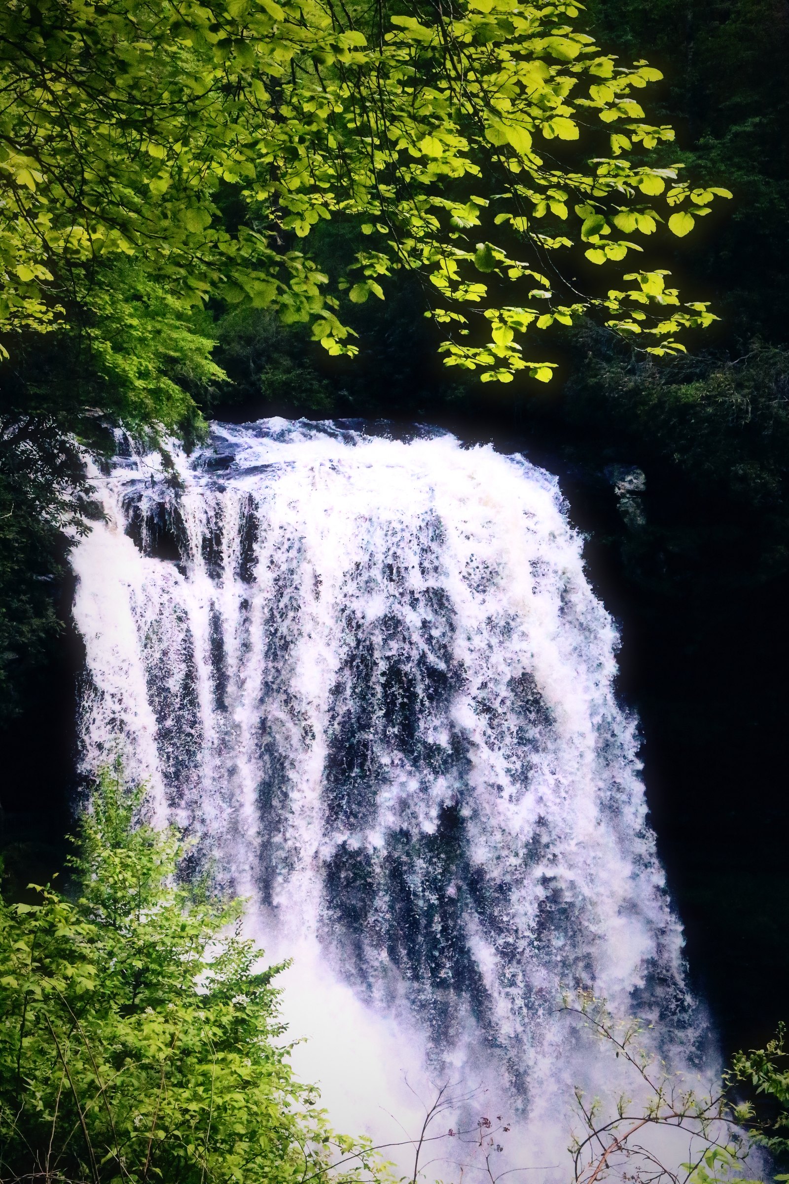 A wide waterfall pouring white under bright lime-green leaves.