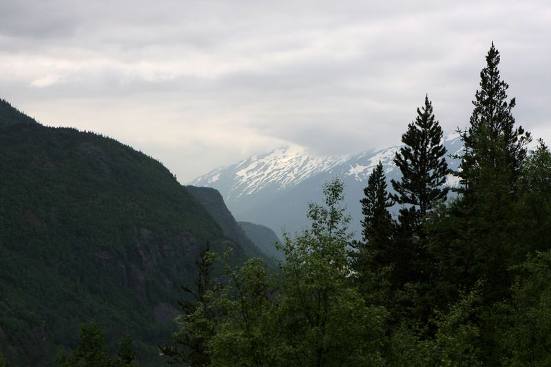Snow peak framed between dark evergreen trunks in mist.