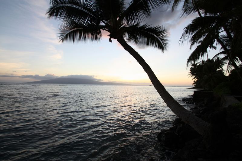 Leaning palm silhouette framing ocean sunset and distant island.