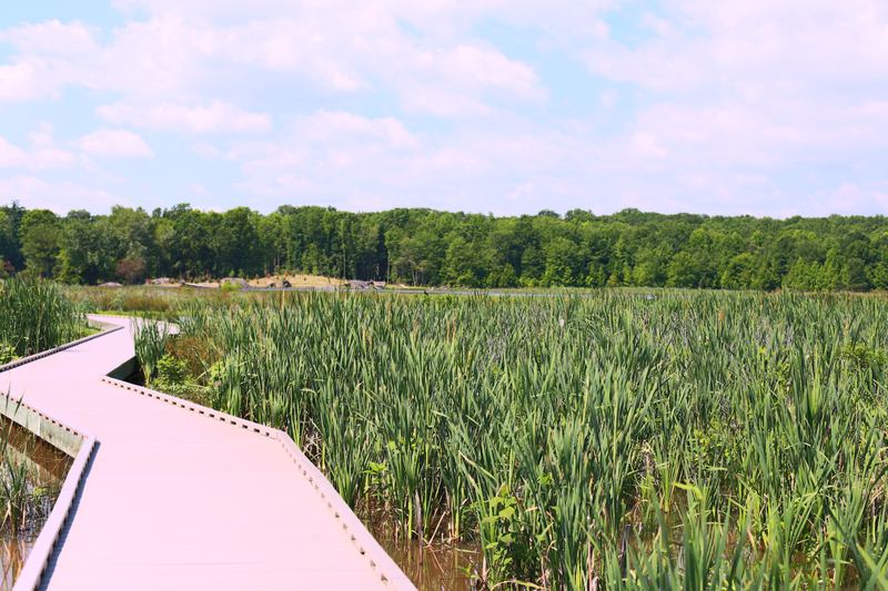Zigzag boardwalk through tall green reeds under clear sky.