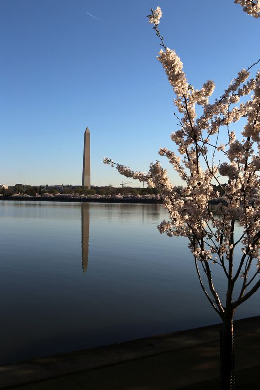 Washington Monument reflected with white cherry blossoms in frame.