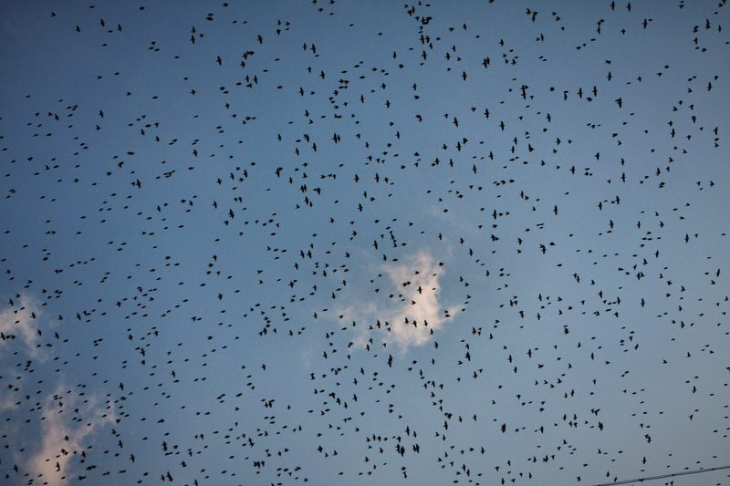 Hundreds of birds scattered across a pale grey sky.