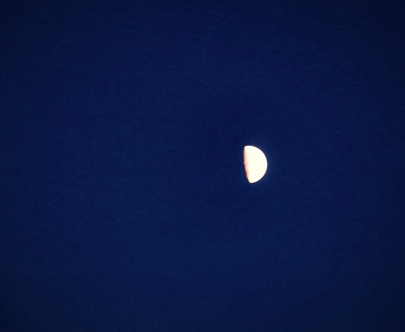 A sharp half moon, its lit side crisp, floating off-centre in a field of deep blue twilight.