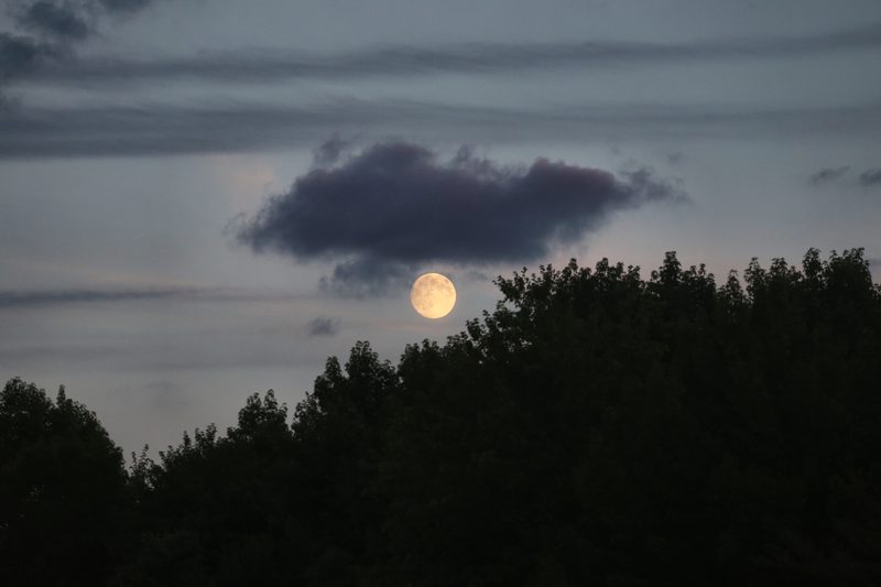 A rising moon tucked beneath a single dark cloud above a black treeline, the dusk sky streaked pink and grey.