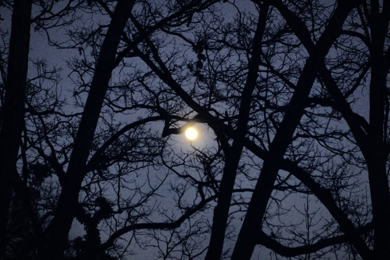 A bright moon caught in a black lattice of bare winter branches against a deep blue sky.