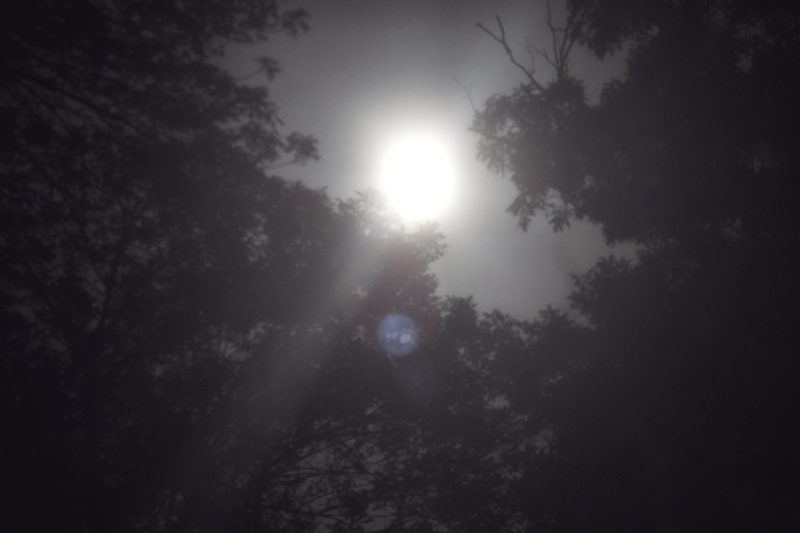 A glowing moon burning through the black silhouette of tree branches, light flaring softly around it.