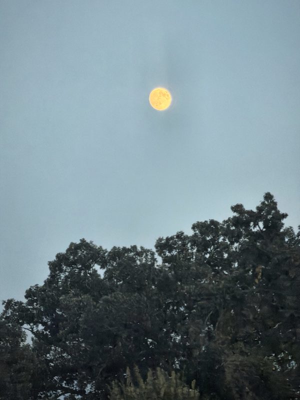 A pale gold moon in a soft blue sky above the green crowns of oak trees.