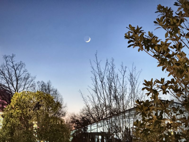 A slim crescent moon in a clear blue evening sky over bare trees, leafy branches and a rooftop.