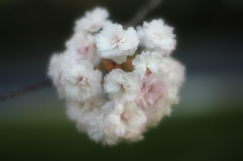 Cluster of white and pink blossoms against a soft dark green blur.