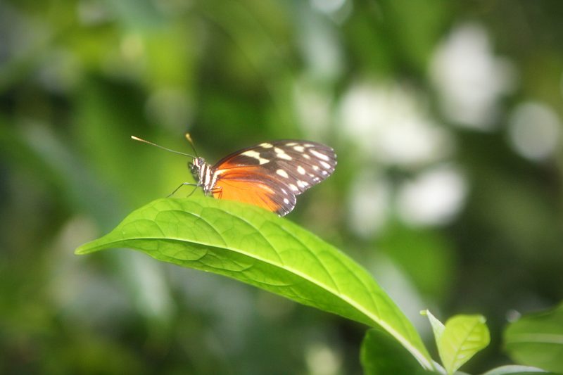 Small orange butterfly on a bright leaf with creamy green bokeh.