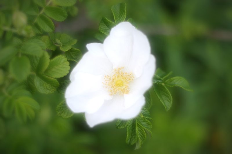 White flower glowing among soft green leaves.