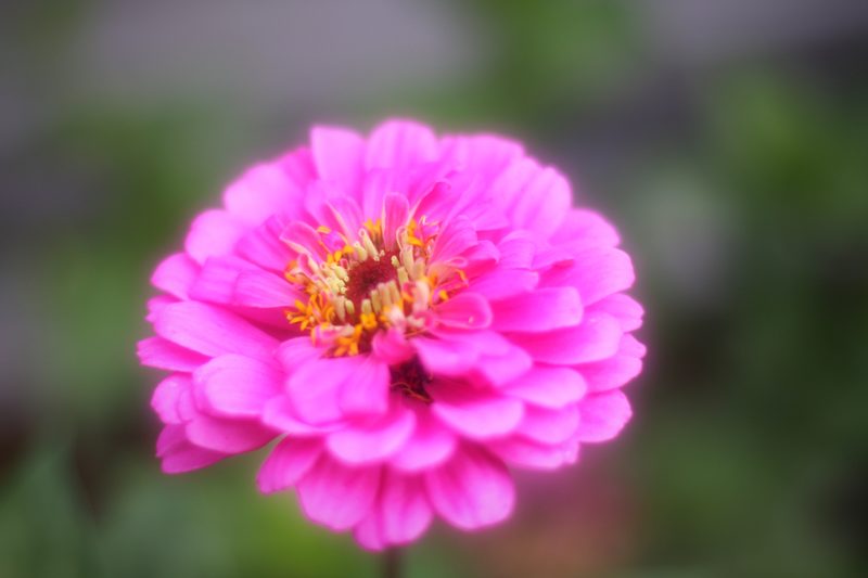 Pink zinnia sharp against a smooth green blur.