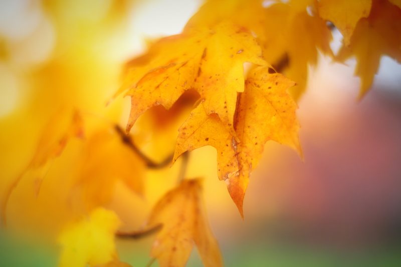 Golden autumn leaves glowing against warm blurred light.