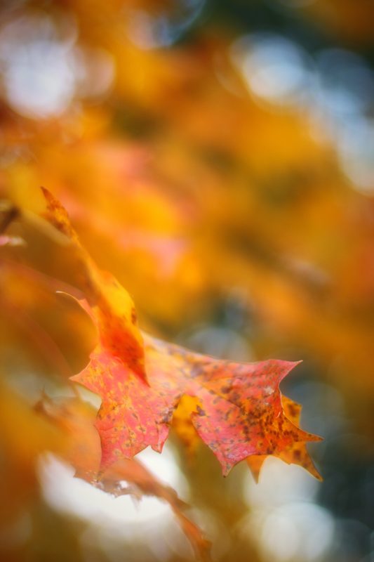 Orange autumn leaves against a soft blur of amber and gold.