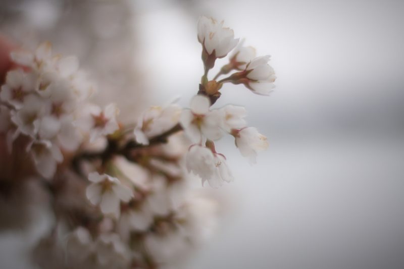 Branch of pale cherry blossoms against a soft white sky.