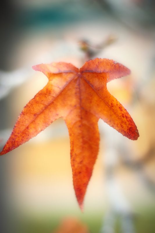 Single red star-shaped leaf glowing against a pale blur.