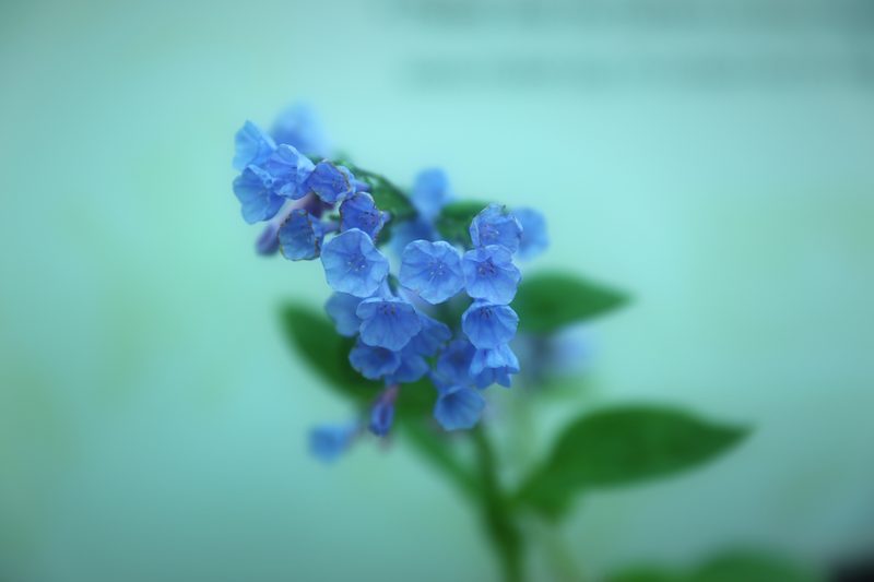 Cluster of blue flowers against a smooth mint-green background.