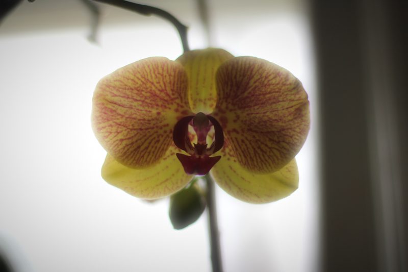 Tan and burgundy orchid against a soft white glow.