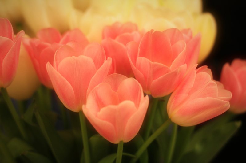 Coral-pink tulips with softly blurred blooms behind.