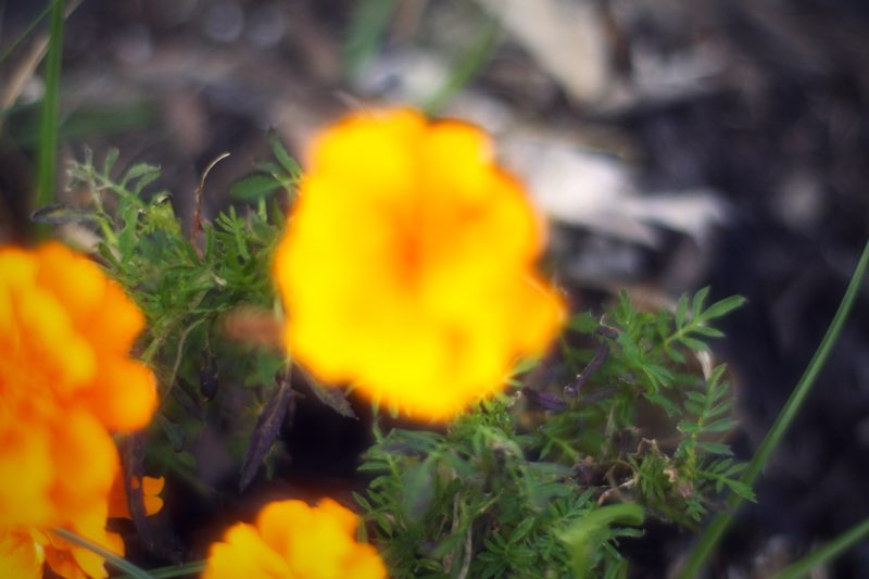 Orange marigolds sharp against a soft dark garden.