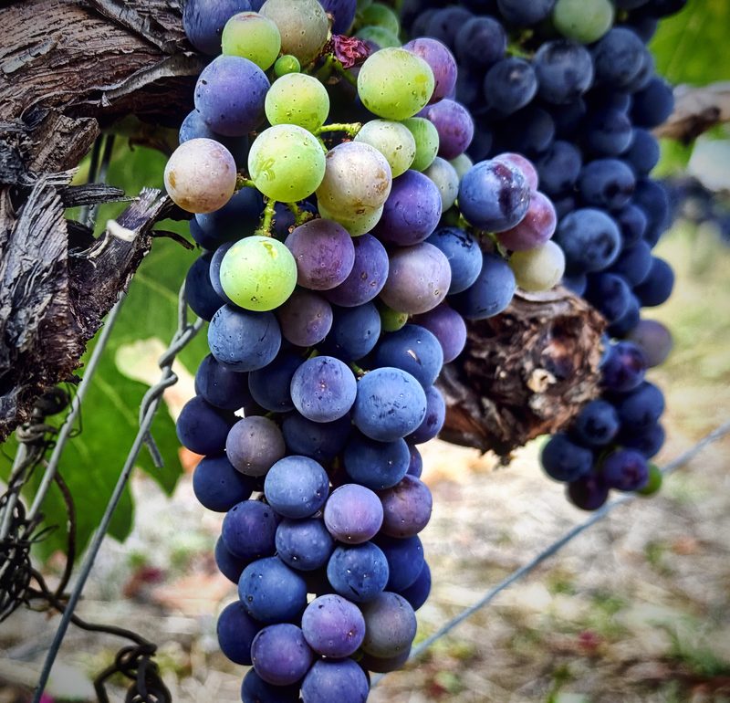 A grape cluster turning from green to purple beside an old, gnarled vine trunk.