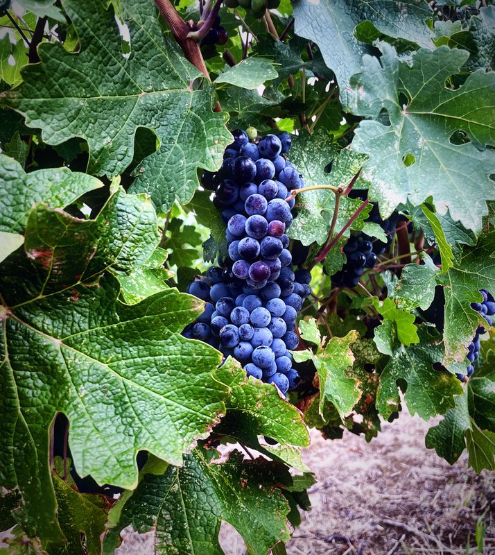 A dark grape cluster framed by large green vine leaves.