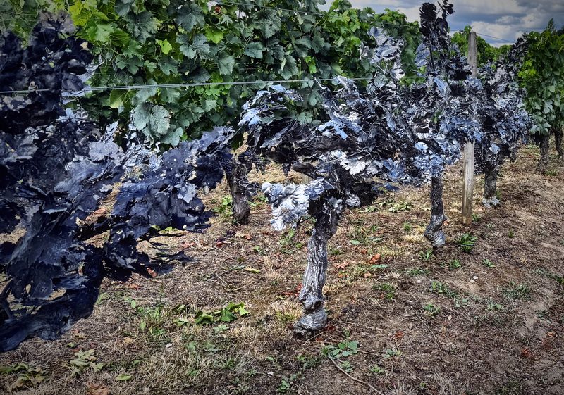 Twisted old vines with leaves coated blue-grey, standing in a dry row.