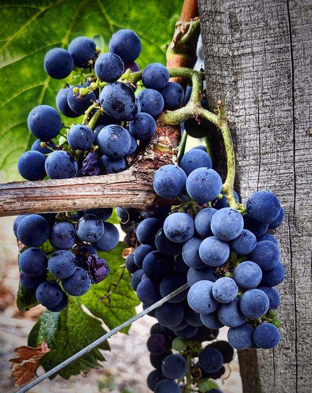 Dark blue grapes hanging from a vine wire beside a weathered wooden post.