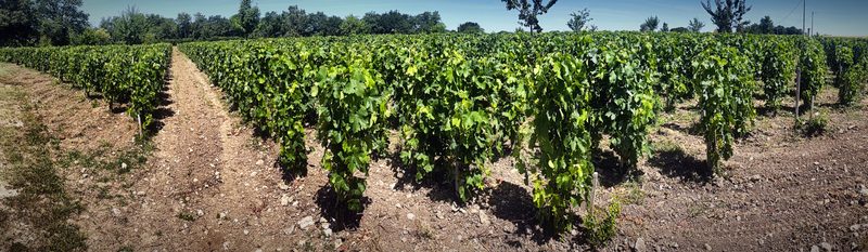 Long rows of young vines running toward a tree line under a pale sky.