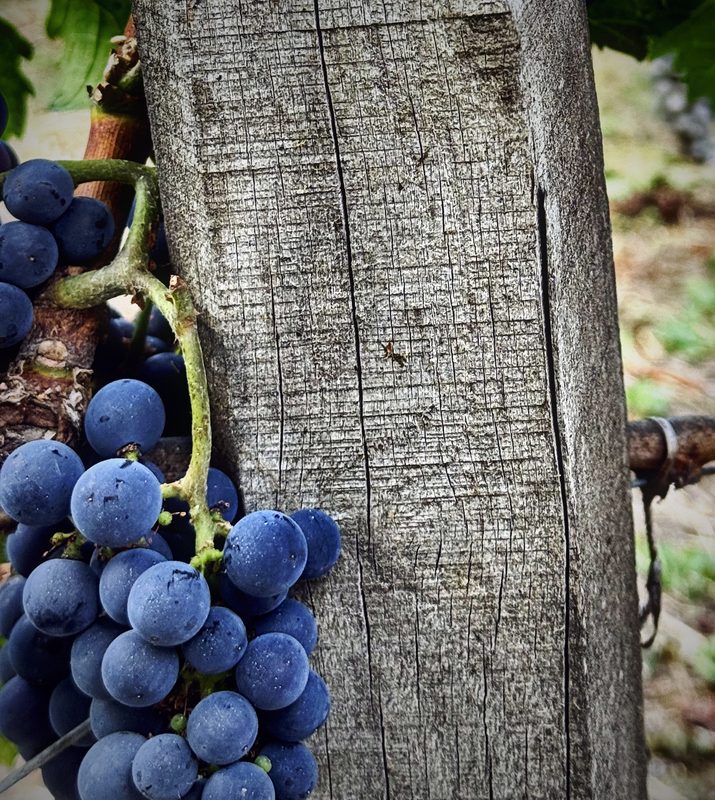Blue grapes pressed against the weathered grain of a wooden post.