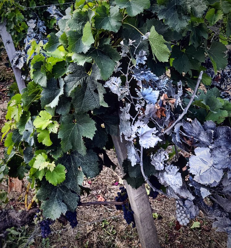 Vine leaves dusted blue-grey with spray beside a wooden post.