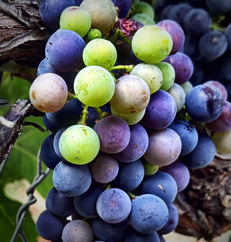 A tight close-up of grapes in green, rose and deep purple.