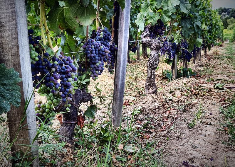Dark grape clusters hanging along a vineyard row between wooden posts.
