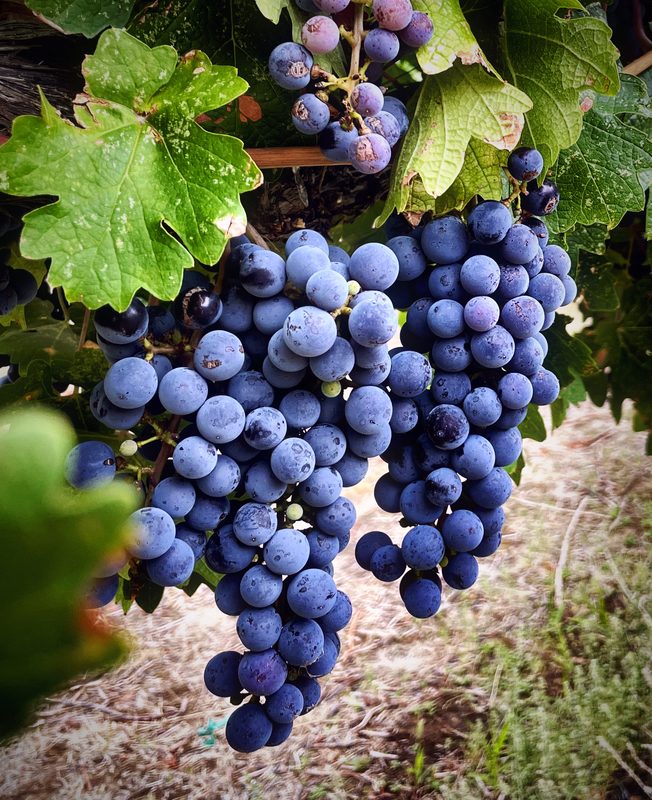 Close-up of a dusky blue grape cluster with green leaves above.