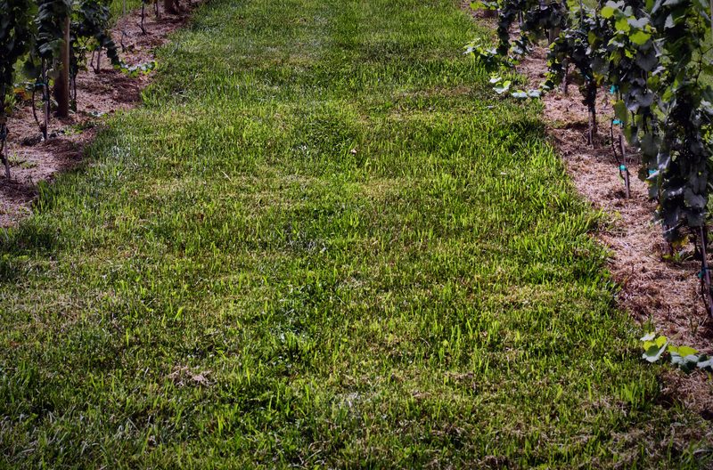 A grass aisle running between two rows of vines.