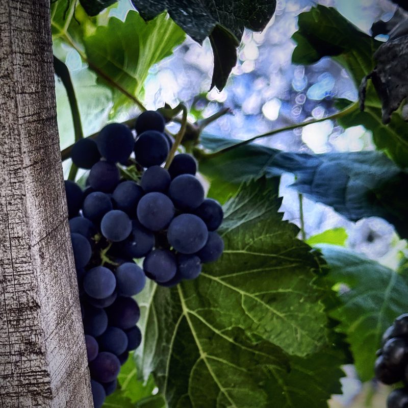 A dark cluster of grapes beneath broad green leaves next to a wooden vineyard post.