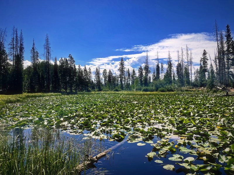 Lily pads covering a mountain pond in front of standing dead trees and blue sky.