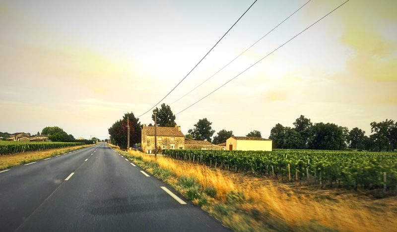 A straight country road running between vines and dry grass toward a pink and gold dusk.