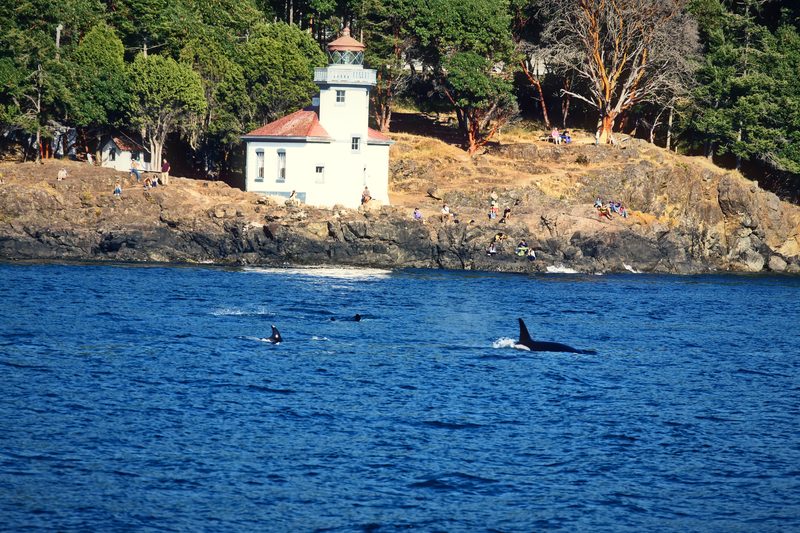 Orcas surfacing in deep blue water below a small white lighthouse on a rocky shore.