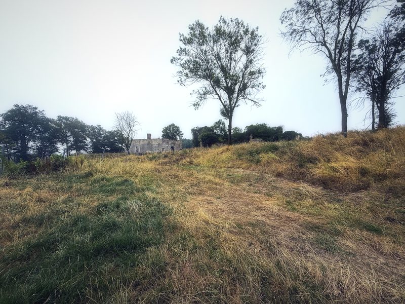 Two bare-topped trees on a rise of dry grass, softened by morning haze.