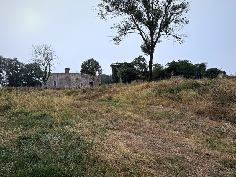 A lone tree on a rise of rough grass with an old farmhouse and hedges behind.