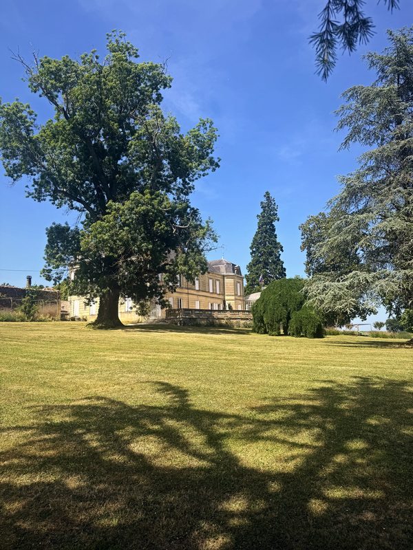A great spreading oak casting a lacy shadow on a sunlit lawn in front of a pale château.